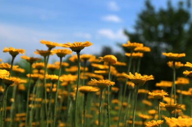 Sarı papatya (Cota tinctoria, syn), sarı papatya, sarı papatya ve sarı papatya çiçekleri. Anthem tinctoria) ya da boyacı papatyası, Boston papatyası, Paris papatyası.