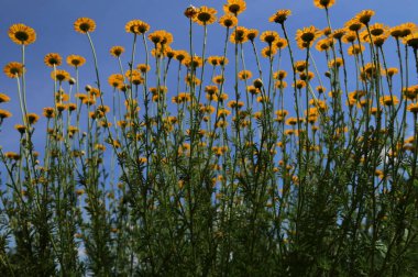 Sarı papatya (Cota tinctoria, syn), sarı papatya, sarı papatya ve sarı papatya çiçekleri. Anthem tinctoria) ya da boyacı papatyası, Boston papatyası, Paris papatyası.