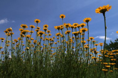 Sarı papatya (Cota tinctoria, syn), sarı papatya, sarı papatya ve sarı papatya çiçekleri. Anthem tinctoria) ya da boyacı papatyası, Boston papatyası, Paris papatyası.