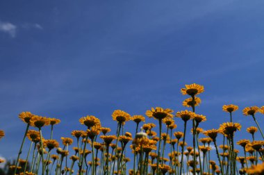 Sarı papatya (Cota tinctoria, syn), sarı papatya, sarı papatya ve sarı papatya çiçekleri. Anthem tinctoria) ya da boyacı papatyası, Boston papatyası, Paris papatyası.