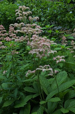 Süslü, kabarık infloresanslı Rodgersia çiçekleri. Çiçek duvar kağıdı. Kapalı Rodgersia aesculifolia kestane yapraklı. Bahçede bulanık bir geçmişi var.