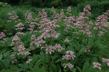 Süslü, kabarık infloresanslı Rodgersia çiçekleri. Çiçek duvar kağıdı. Kapalı Rodgersia aesculifolia kestane yapraklı. Bahçede bulanık bir geçmişi var.
