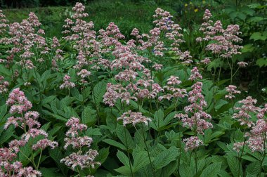 Süslü, kabarık infloresanslı Rodgersia çiçekleri. Çiçek duvar kağıdı. Kapalı Rodgersia aesculifolia kestane yapraklı. Bahçede bulanık bir geçmişi var.