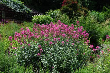 Kırmızı Valerian olarak bilinen Centranthus ruber coccineus çiçekleri. Yol kenarında karışık kırmızı kediotu çiçekleri.