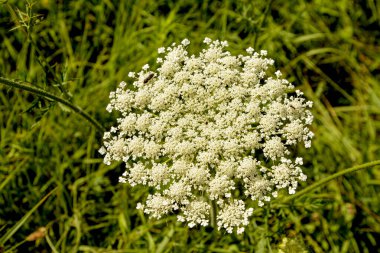 İlaç bitkisi yaban havucu, Daucus carota L.Konsantrasyon bozuklukları ve hafif depresyon ve idrar söktürücü çay için kullanılır. Tarlalarda, çayırlarda, yol kenarlarında yetişir..