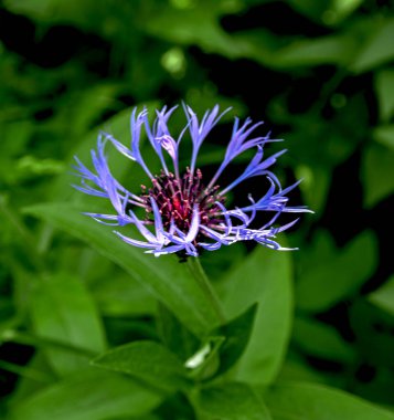 Bahçedeki Centaurea Montana 'nın mavi çiçekleri ya da dağ çiçekleri. Asteraceae familyasından bir çiçek bitkisi..