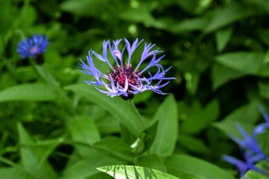 Bahçedeki Centaurea Montana 'nın mavi çiçekleri ya da dağ çiçekleri. Asteraceae familyasından bir çiçek bitkisi..