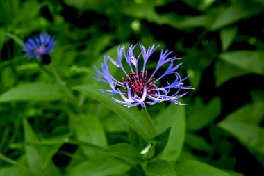 Bahçedeki Centaurea Montana 'nın mavi çiçekleri ya da dağ çiçekleri. Asteraceae familyasından bir çiçek bitkisi..