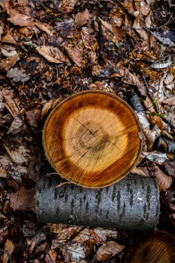 Ağaç kütüğüne yakın çekim. Ağaç gövdesinin çapraz kesimi. Ahşap ön manzara detaylarını kes..