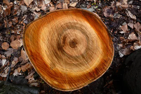 Ağaç kütüğüne yakın çekim. Ağaç gövdesinin çapraz kesimi. Ahşap ön manzara detaylarını kes..