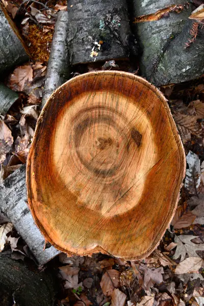 Ağaç kütüğüne yakın çekim. Ağaç gövdesinin çapraz kesimi. Ahşap ön manzara detaylarını kes..