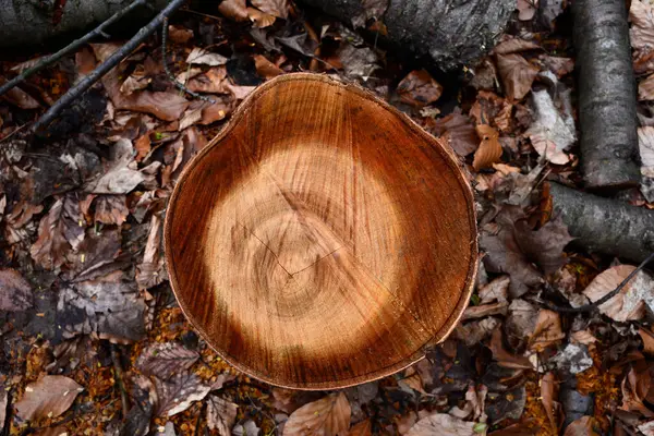 Ağaç kütüğüne yakın çekim. Ağaç gövdesinin çapraz kesimi. Ahşap ön manzara detaylarını kes..