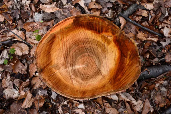 Ağaç kütüğüne yakın çekim. Ağaç gövdesinin çapraz kesimi. Ahşap ön manzara detaylarını kes..