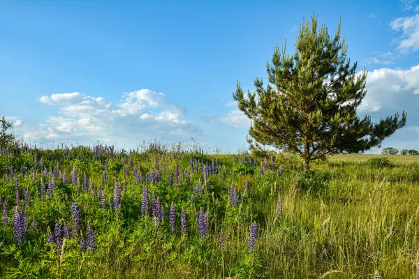 Mor çiçekli güzel bir açıklık yeşil tarlalar arasında lupinler ve güneşli bir günde mavi gökyüzüne karşı genç çam ağaçları.