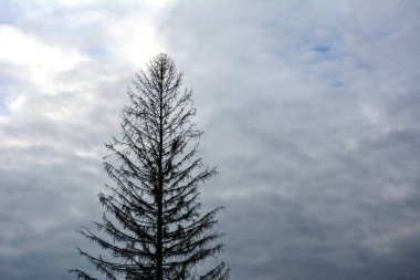 Pine Leaves Against Cloudy Sky.Pine Yaprakları Düşük Açı Görünümü Bulutlu Gökyüzüne Karşı Çam Yaprakları.