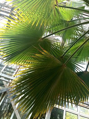 Washington palmiyesi mavi gökyüzü arka planında. Akdeniz bahçesinde egzotik bir bitki. Washingtonia filifera yavaş çekimde ayrılır. Manzara, bahçe sanat tasarımı.