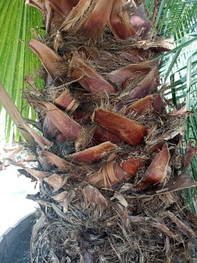 Washington palmiyesi mavi gökyüzü arka planında. Akdeniz bahçesinde egzotik bir bitki. Washingtonia filifera yavaş çekimde ayrılır. Manzara, bahçe sanat tasarımı.