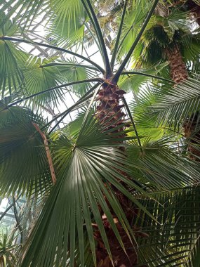 Washington palmiyesi mavi gökyüzü arka planında. Akdeniz bahçesinde egzotik bir bitki. Washingtonia filifera yavaş çekimde ayrılır. Manzara, bahçe sanat tasarımı.