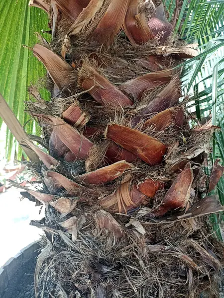 Washington palmiyesi mavi gökyüzü arka planında. Akdeniz bahçesinde egzotik bir bitki. Washingtonia filifera yavaş çekimde ayrılır. Manzara, bahçe sanat tasarımı.
