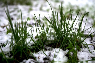 Büyümeye başlayan parlak yeşil bitkiler Nisan 2025 'te kalın bir kar tabakasıyla kaplıdır. Gezegendeki doğal anormallikler ve iklim değişikliği.
