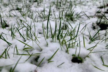 Büyümeye başlayan parlak yeşil bitkiler Nisan 2025 'te kalın bir kar tabakasıyla kaplıdır. Gezegendeki doğal anormallikler ve iklim değişikliği.
