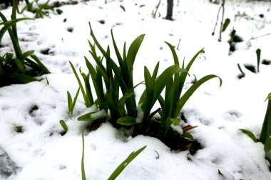 Büyümeye başlayan parlak yeşil bitkiler Nisan 2025 'te kalın bir kar tabakasıyla kaplıdır. Gezegendeki doğal anormallikler ve iklim değişikliği.