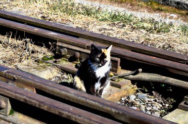 Tren raylarında yürüyen bir kedi. Tren istasyonunda oturmuş, bir şeylerin olmasını bekliyor. Kedi intihara meyilli. Kedi raylarda oturuyor..