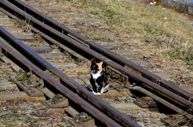 Tren raylarında yürüyen bir kedi. Tren istasyonunda oturmuş, bir şeylerin olmasını bekliyor. Kedi intihara meyilli. Kedi raylarda oturuyor..