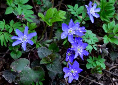 Anemone hepatikası (Hepatica nobilis) Karaciğer otu ilkbaharda çayırda çiçek açar. Ormandaki güzel mor bitki. Renkli doğal arkaplan.