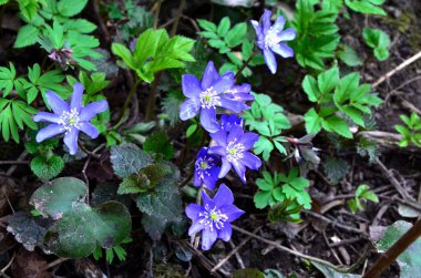 Anemone hepatikası (Hepatica nobilis) Karaciğer otu ilkbaharda çayırda çiçek açar. Ormandaki güzel mor bitki. Renkli doğal arkaplan.