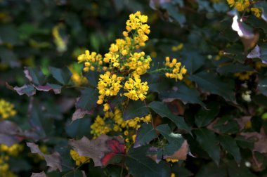 Güneş ışığı altında ebediyen yeşil olan mahonia aquifolium çiçekleri. Makro fotoğrafçılık. Seçici odak.