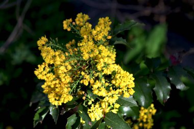 Güneş ışığı altında ebediyen yeşil olan mahonia aquifolium çiçekleri. Makro fotoğrafçılık. Seçici odak.