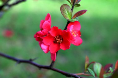 Chaenomeles japonica olarak da bilinen güzel Japon ayva çiçeklerinin yakın plan görüntüsü.