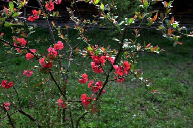 Chaenomeles japonica olarak da bilinen güzel Japon ayva çiçeklerinin yakın plan görüntüsü.