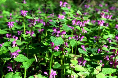 Mor ölü ısırgan otu bilimsel olarak Lamium purpureum olarak bilinen bir bitki türüdür. Genellikle Avrupa ve Asya 'nın ılıman bölgelerinde bulunan naneli bitki (Lamiaceae) familyasından yaygın bir bitkidir.