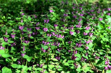 Mor ölü ısırgan otu bilimsel olarak Lamium purpureum olarak bilinen bir bitki türüdür. Genellikle Avrupa ve Asya 'nın ılıman bölgelerinde bulunan naneli bitki (Lamiaceae) familyasından yaygın bir bitkidir.