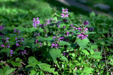Mor ölü ısırgan otu bilimsel olarak Lamium purpureum olarak bilinen bir bitki türüdür. Genellikle Avrupa ve Asya 'nın ılıman bölgelerinde bulunan naneli bitki (Lamiaceae) familyasından yaygın bir bitkidir.
