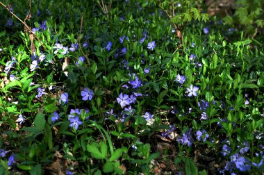 Çiçek açan menekşe çiçeklerinin (Vinca minor) baharda yemyeşil bir bahçede parlak yeşil yapraklarla yakın çekimi.