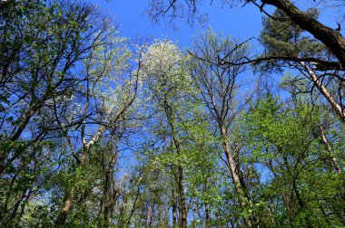 Mavi gökyüzünün arka planında doğal yeşil yapraklar ve dallar, yukarıdan ağaçlardan yapılmış bir taç. Güneşli sisli bahar ormanlarında sabah vakti doğanın güzelliği.