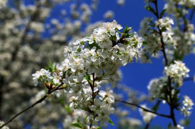 İlkbaharda beyaz kiraz çiçekleri. Yumuşak odaklı çiçek açan kiraz dalları. Mavi gökyüzüne karşı açan beyaz kiraz çiçekleri..