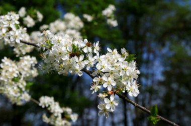 İlkbaharda beyaz kiraz çiçekleri. Yumuşak odaklı çiçek açan kiraz dalları. Mavi gökyüzüne karşı açan beyaz kiraz çiçekleri..