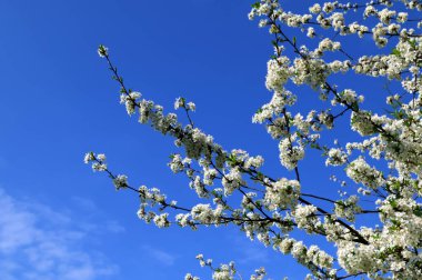İlkbaharda beyaz kiraz çiçekleri. Yumuşak odaklı çiçek açan kiraz dalları. Mavi gökyüzüne karşı açan beyaz kiraz çiçekleri..