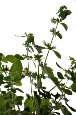 Beyaz arka planda taze yeşil limon merhemi yaprakları