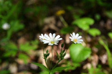 Stellaria holostea tavuk otunun narin orman çiçekleri, Stellaria holostea veya Echte Sternmiere çiçekleri bahar ormanlarındaki doğal yeşil arka plan çiçekleri