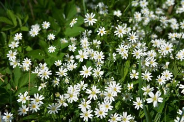 Stellaria holostea tavuk otunun narin orman çiçekleri, Stellaria holostea veya Echte Sternmiere çiçekleri bahar ormanlarındaki doğal yeşil arka plan çiçekleri