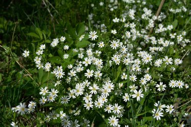 Stellaria holostea tavuk otunun narin orman çiçekleri, Stellaria holostea veya Echte Sternmiere çiçekleri bahar ormanlarındaki doğal yeşil arka plan çiçekleri