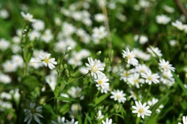 Stellaria holostea tavuk otunun narin orman çiçekleri, Stellaria holostea veya Echte Sternmiere çiçekleri bahar ormanlarındaki doğal yeşil arka plan çiçekleri