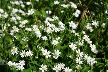 Stellaria holostea tavuk otunun narin orman çiçekleri, Stellaria holostea veya Echte Sternmiere çiçekleri bahar ormanlarındaki doğal yeşil arka plan çiçekleri