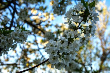 Yakın plan, bahar çiçeğinin makro görüntüsü beyaz kiraz çiçekleri.