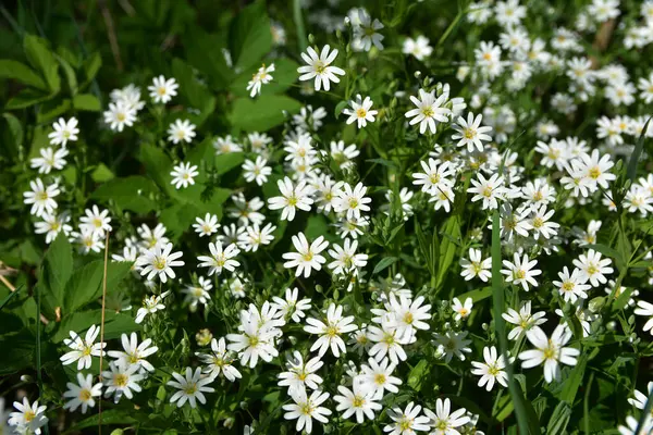 Stellaria holostea tavuk otunun narin orman çiçekleri, Stellaria holostea veya Echte Sternmiere çiçekleri bahar ormanlarındaki doğal yeşil arka plan çiçekleri